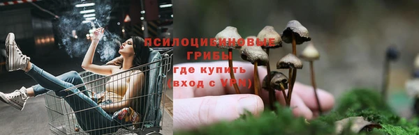 индика Осинники